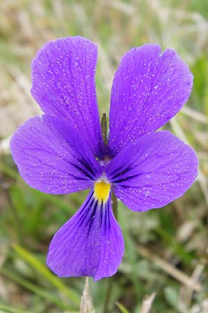 Viola guestphalica \ Violettes Galmei-Stiefmtterchen, Westflisches Galmei-Veilchen / Blue Zinc Pansy, Westphalia Pansy, D Warburg 26.4.2014