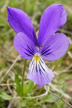 Viola guestphalica \ Violettes Galmei-Stiefmtterchen, Westflisches Galmei-Veilchen / Blue Zinc Pansy, Westphalia Pansy, D Warburg 26.4.2014