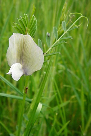 Vicia grandiflora \ Grobltige Wicke, D Lampertheim 11.5.2014