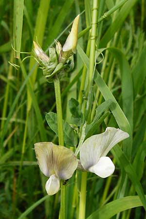 Vicia grandiflora \ Grobltige Wicke / Showy Vetch, D Lampertheim 12.5.2014