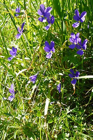 Viola guestphalica \ Violettes Galmei-Stiefmtterchen, Westflisches Galmei-Veilchen / Blue Zinc Pansy, Westphalia Pansy, D Warburg 31.5.2014