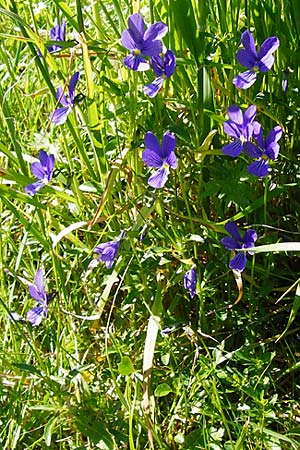 Viola guestphalica \ Violettes Galmei-Stiefmtterchen, Westflisches Galmei-Veilchen, D Warburg 31.5.2014