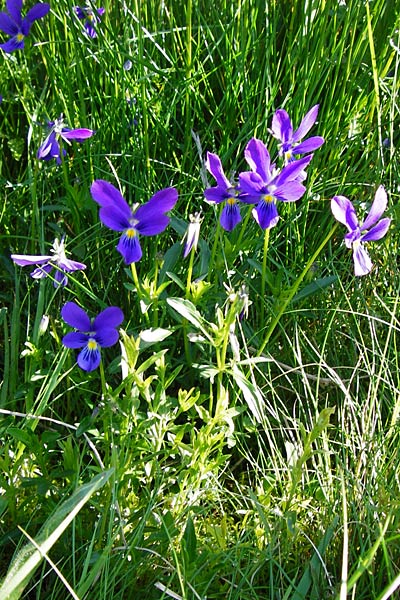 Viola guestphalica \ Violettes Galmei-Stiefmtterchen, Westflisches Galmei-Veilchen / Blue Zinc Pansy, Westphalia Pansy, D Warburg 31.5.2014