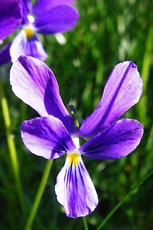 Viola guestphalica \ Violettes Galmei-Stiefmtterchen, Westflisches Galmei-Veilchen, D Warburg 31.5.2014