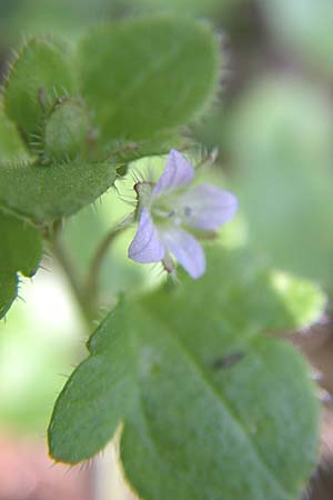 Veronica hederifolia subsp. lucorum / Ivy-Leaved Speedwell, D Rheinhessen, Wendelsheim 26.4.2008