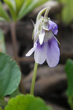 Viola x cluniensis \ Veilchen-Hybride, D Durmersheim 31.3.2010