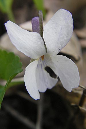 Viola alba x odorata / Hybrid Violet, D Durmersheim 31.3.2010