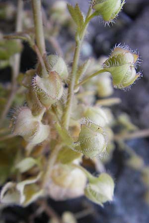 Veronica hederifolia subsp. hederifolia \ Efeublttriger Ehrenpreis / Ivy-Leaved Speedwell, D Mannheim 22.4.2010