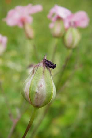 Gypsophila vaccaria \ Kuhkraut / Cowherb, D Mannheim 27.5.2014