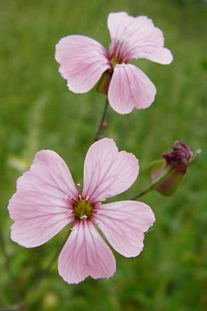 Gypsophila vaccaria / Cowherb, D Mannheim 27.5.2014