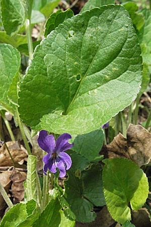 Viola odorata \ Wohlriechendes Veilchen, Mrz-Veilchen / Sweet Violet, D Weinheim an der Bergstraße 22.4.2006