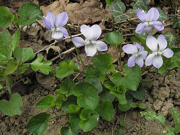 Viola riviniana / Common Dog Violet, D Weinheim an der Bergstraße 22.4.2006