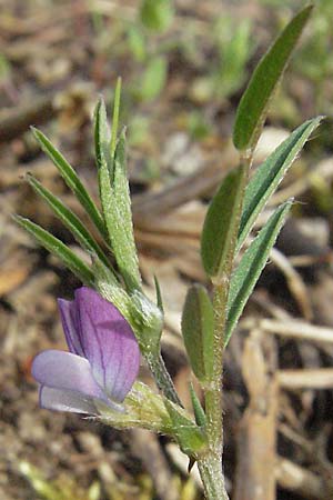 Vicia lathyroides \ Frhlings-Zwergwicke / Spring Vetch, D Schwetzingen 4.5.2006