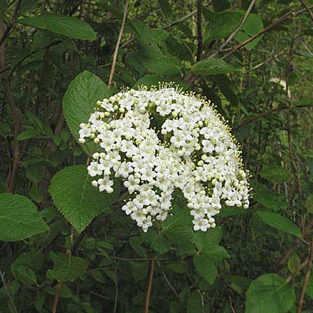 Viburnum lantana \ Wolliger Schneeball, D Ketsch 4.5.2006