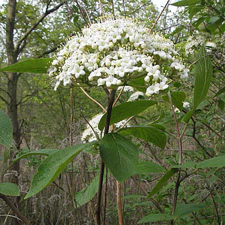 Viburnum lantana \ Wolliger Schneeball / Wayfaring Tree, D Ketsch 4.5.2006