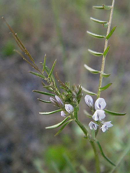 Vicia hirsuta \ Rauhaarige Wicke / Hairy Tare, D Weinheim an der Bergstraße 11.5.2006