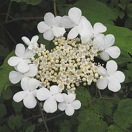 Viburnum opulus \ Gewhnlicher Schneeball, Wasser-Schneeball / Guelder Rose, Highbush Cranberry, D Mannheim 18.5.2006