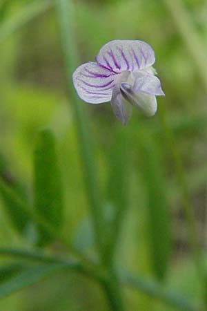 Ervum tetraspermum \ Viersamige Wicke, D Schriesheim-Altenbach 23.5.2006