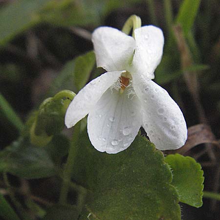 Viola alba subsp. alba \ Weies Veilchen, D Weinheim an der Bergstraße 10.3.2007