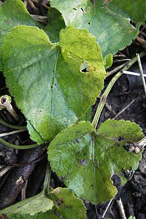 Viola alba subsp. alba \ Weies Veilchen, D Weinheim an der Bergstraße 10.3.2007