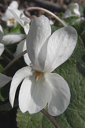 Viola odorata \ Wohlriechendes Veilchen, Mrz-Veilchen, D Weinheim an der Bergstraße 15.3.2007