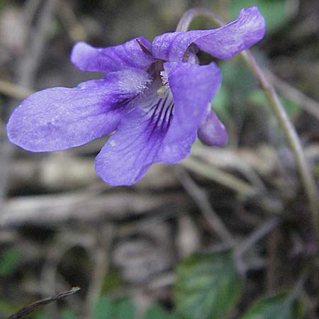 Viola reichenbachiana / Early Dog Violet, D Weinheim an der Bergstraße 17.3.2007