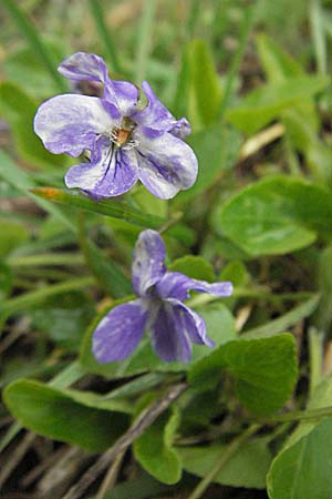 Viola hirta var. variegata \ Rauhaariges Veilchen / Hairy Violet, D Bruchsal 31.3.2007