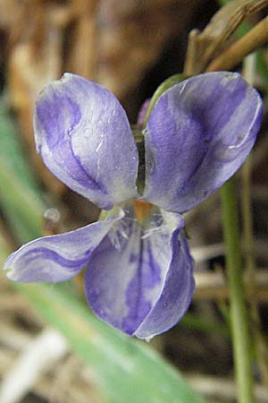 Viola hirta var. variegata \ Rauhaariges Veilchen / Hairy Violet, D Bruchsal 31.3.2007