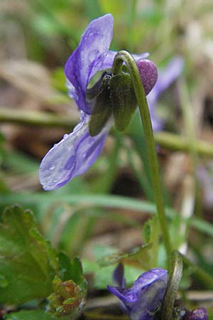 Viola hirta var. variegata \ Rauhaariges Veilchen / Hairy Violet, D Bruchsal 31.3.2007