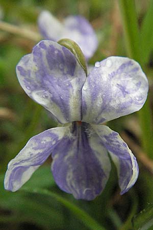 Viola hirta var. variegata / Hairy Violet, D Bruchsal 31.3.2007