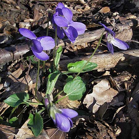 Viola hirta \ Rauhaariges Veilchen / Hairy Violet, D Neuleiningen 5.4.2007