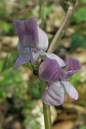 Vicia sepium \ Zaun-Wicke / Bush Vetch, D Hambrücken 7.4.2007