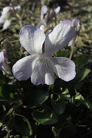 Viola rupestris \ Sand-Veilchen / Teesdale Violet, D Viernheim 10.4.2007