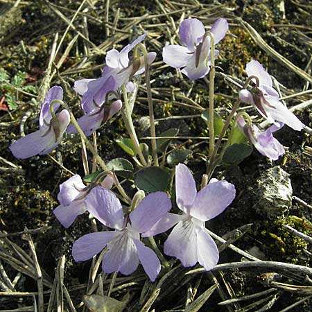 Viola rupestris \ Sand-Veilchen / Teesdale Violet, D Viernheim 10.4.2007