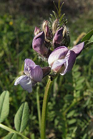 Vicia sepium, Zaun-Wicke