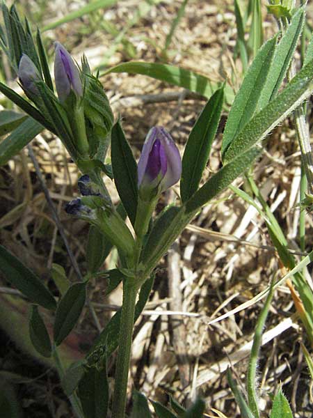 Vicia segetalis \ Korn-Wicke, Getreide-Wicke / Narrow-Leaved Common Vetch, D Neuleiningen 17.4.2007