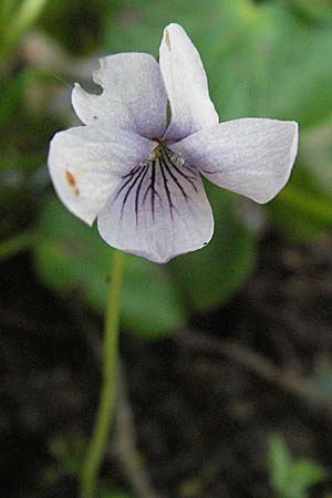 Viola palustris / Marsh Violet, D Odenwald, Schönau 26.4.2007