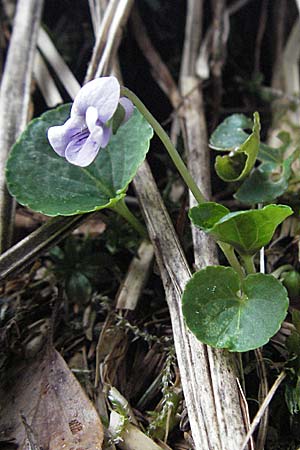 Viola palustris / Marsh Violet, D Black-Forest, Feldberg 28.4.2007