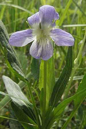 Viola elatior \ Hohes Veilchen / Tall Violet, D Rastatt 3.5.2007