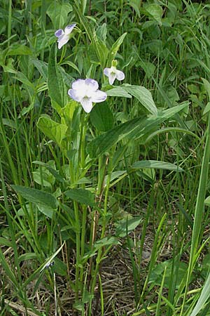 Viola elatior \ Hohes Veilchen / Tall Violet, D Rastatt 3.5.2007