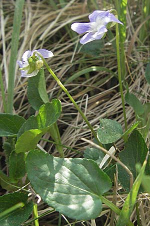 Viola stagnina \ Pfirsichblttriges Moor-Veilchen / Fen Violet, D Rastatt 3.5.2007