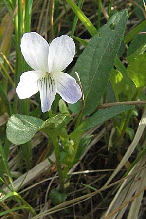 Viola persicifolia \ Pfirsichblttriges Moor-Veilchen, D Rastatt 3.5.2007