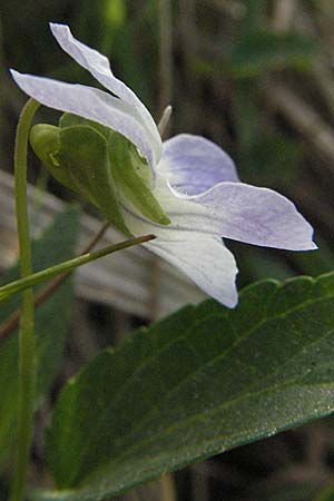 Viola persicifolia \ Pfirsichblttriges Moor-Veilchen / Fen Violet, D Rastatt 3.5.2007