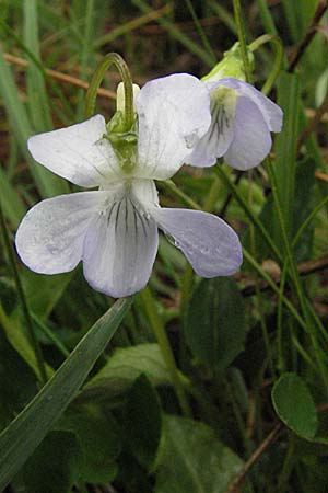 Viola canina \ Hunds-Veilchen, D Allgäu, Gebrazhofen 5.5.2007