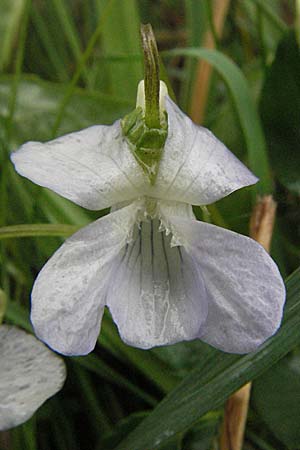 Viola canina / Dog Violet, D Allgäu, Gebrazhofen 5.5.2007