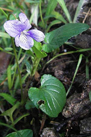 Viola canina / Dog Violet, D Black-Forest, Schönau 18.5.2007