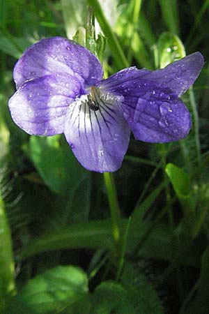 Viola canina \ Hunds-Veilchen / Dog Violet, D Schwarzwald/Black-Forest, Schönau 18.5.2007