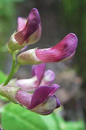 Vicia dumetorum \ Hecken-Wicke / Great Wood Vetch, D Bensheim 12.7.2007