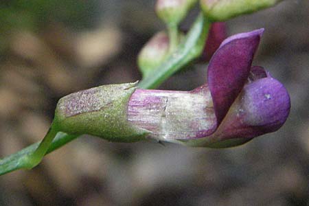 Vicia dumetorum \ Hecken-Wicke / Great Wood Vetch, D Bensheim 12.7.2007