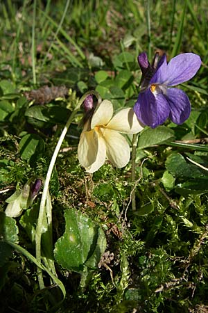 Viola odorata var. sulphurea \ Wohlriechendes Veilchen, Mrz-Veilchen / Sweet Violet, D Weinheim an der Bergstraße 25.3.2008